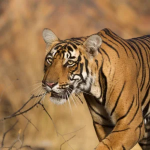 Wildlife & Adventure
